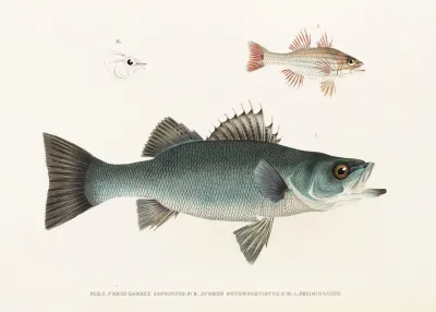 Fauna Japonica Pl 002