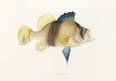 Fauna Japonica Pl 003