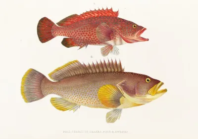 Fauna Japonica Pl 004