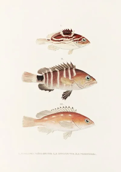 Fauna Japonica Pl 007