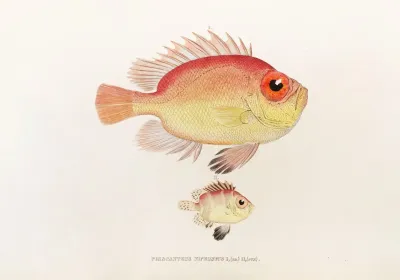 Fauna Japonica Pl 011