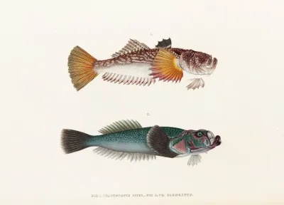 Fauna Japonica Pl 014