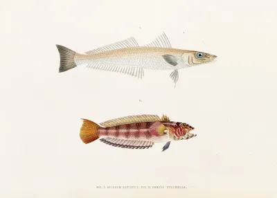 Fauna Japonica Pl 016