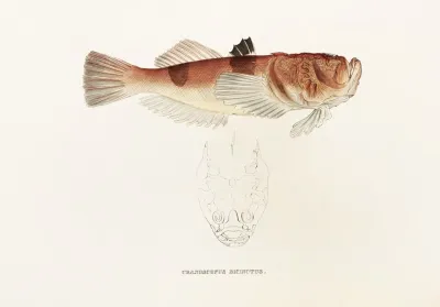 Fauna Japonica Pl 018