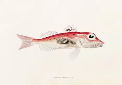Fauna Japonica Pl 024