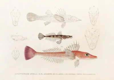 Fauna Japonica Pl 027