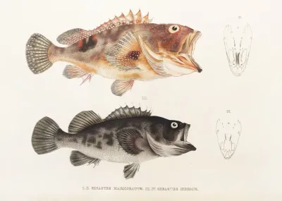 Fauna Japonica Pl 032
