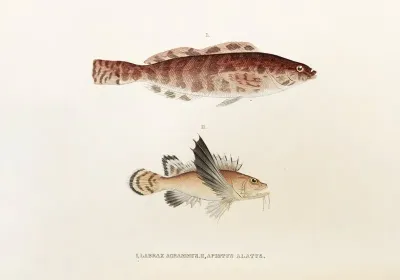 Fauna Japonica Pl 034