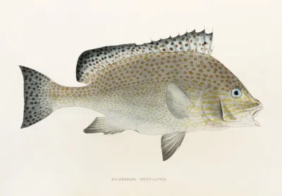 Fauna Japonica Pl 039