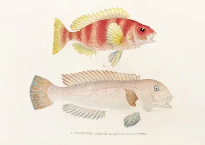 Fauna Japonica Pl 041