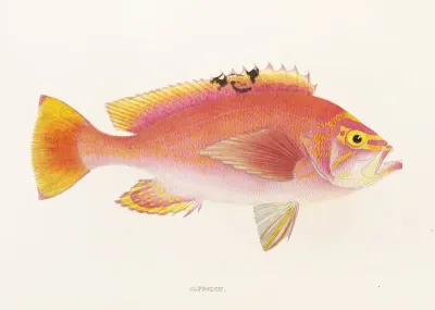 Fauna Japonica Pl 043