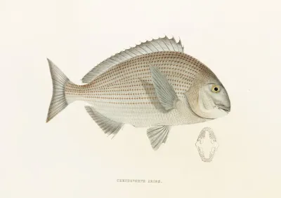 Fauna Japonica Pl 044