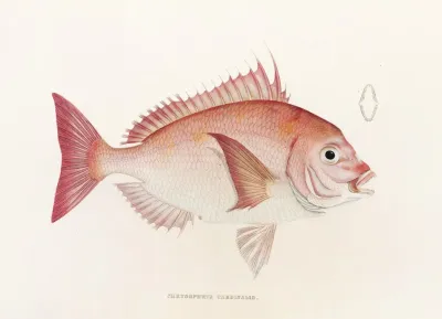 Fauna Japonica Pl 046