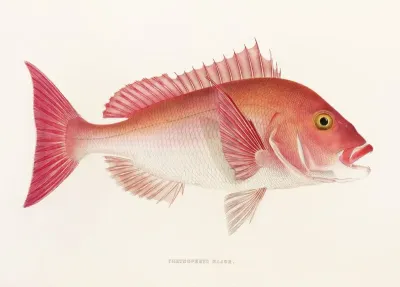 Fauna Japonica Pl 048
