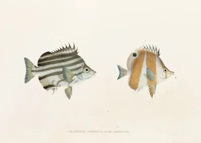 Fauna Japonica Pl 054