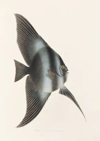 Fauna Japonica Pl 056