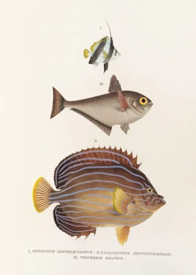 Fauna Japonica Pl 057