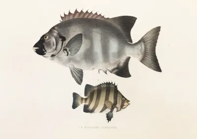 Fauna Japonica Pl 059