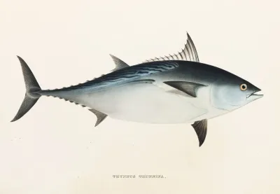 Fauna Japonica Pl 061