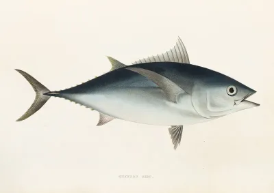 Fauna Japonica Pl 063