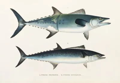 Fauna Japonica Pl 066