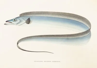 Fauna Japonica Pl 067