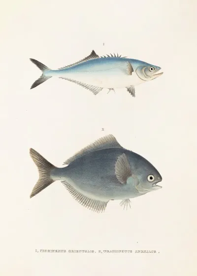 Fauna Japonica Pl 070