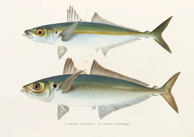 Fauna Japonica Pl 071