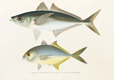 Fauna Japonica Pl 072
