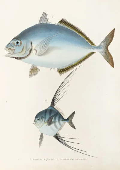 Fauna Japonica Pl 073