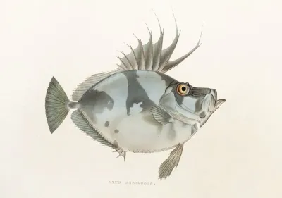 Fauna Japonica Pl 079