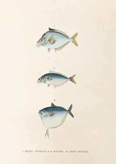 Fauna Japonica Pl 081