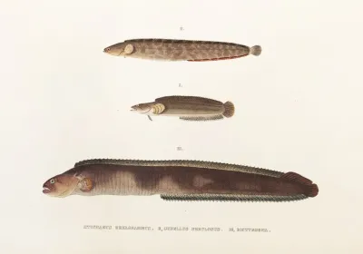 Fauna Japonica Pl 087