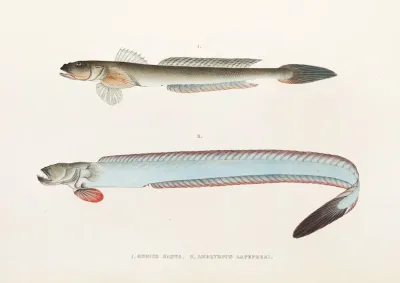 Fauna Japonica Pl 089