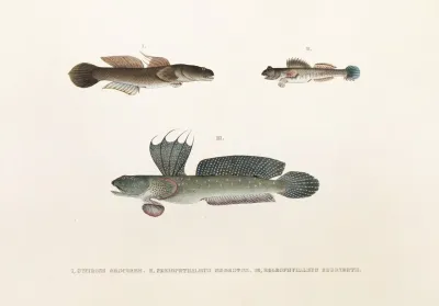 Fauna Japonica Pl 090