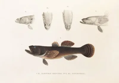 Fauna Japonica Pl 091