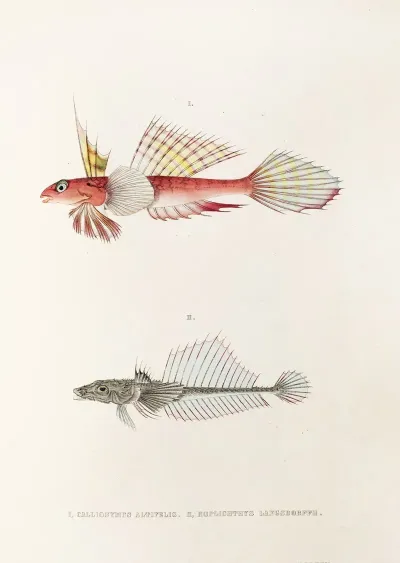Fauna Japonica Pl 093