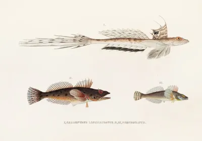 Fauna Japonica Pl 094