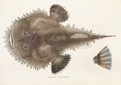 Fauna Japonica Pl 095