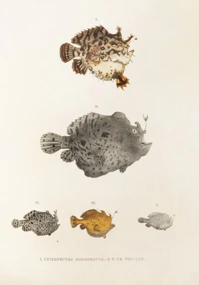 Fauna Japonica Pl 096
