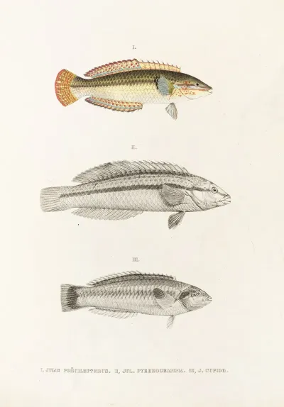 Fauna Japonica Pl 103