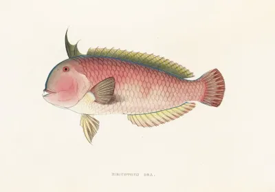 Fauna Japonica Pl 104