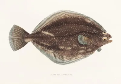 Fauna Japonica Pl 108