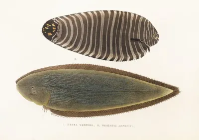 Fauna Japonica Pl 112