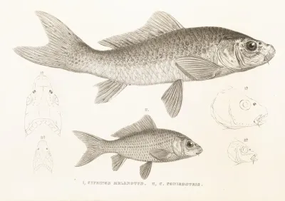Fauna Japonica Pl 114