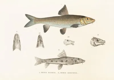 Fauna Japonica Pl 116