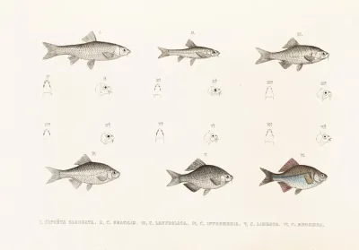 Fauna Japonica Pl 117