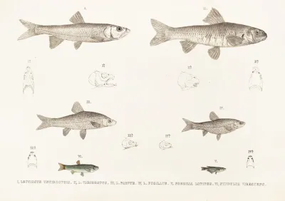 Fauna Japonica Pl 119