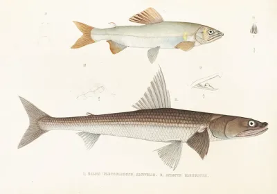 Fauna Japonica Pl 122