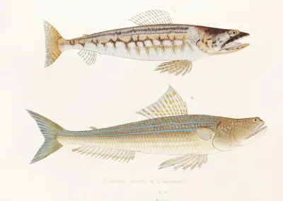 Fauna Japonica Pl 123